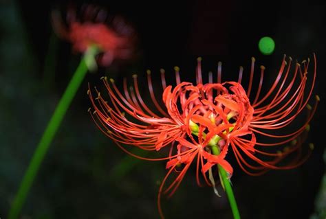 彼岸花 紫色|彼岸花（ヒガンバナ）の花言葉｜花の特徴、名前や花 